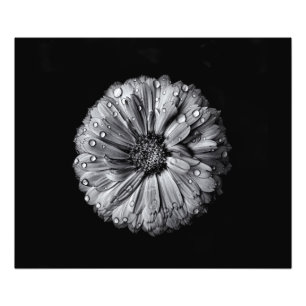 Impression Photo Fleurs Noires Et Blanches 10