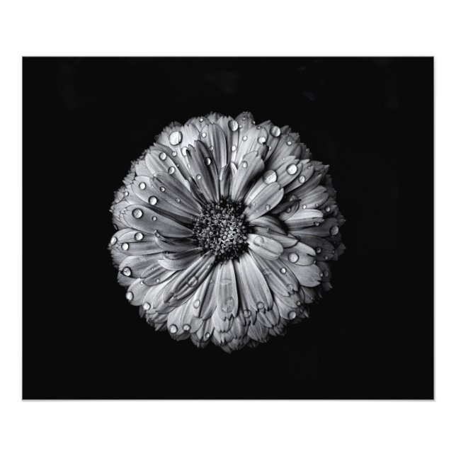 Impression Photo Fleurs Noires Et Blanches 10 (Devant)