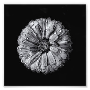 Impression Photo Fleurs Noires Et Blanches 10