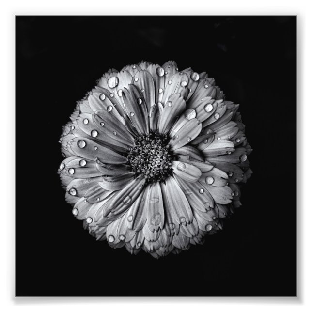 Impression Photo Fleurs Noires Et Blanches 10 (Devant)