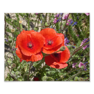 IMPRESSION PHOTO FLEURS POPPY