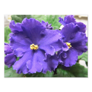 Impression Photo Fleurs pourpres de violette africaine
