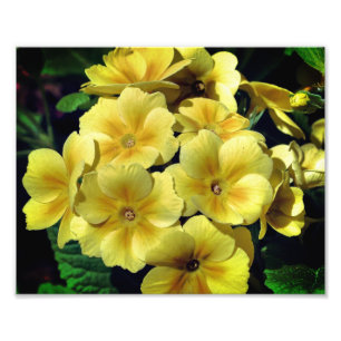 Impression Photo Fleurs printanières de Primrose Jaune Gros plan 8x