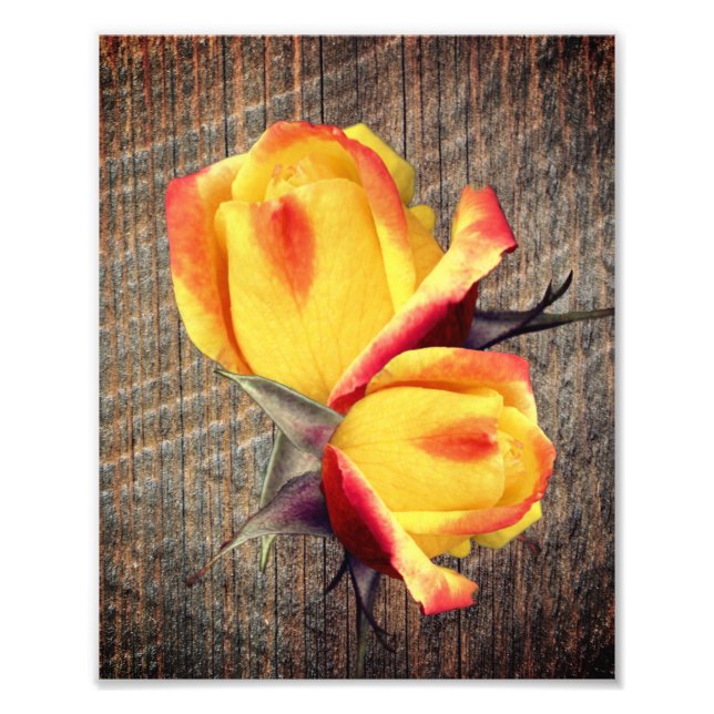 Impression Photo Fleurs Rosebud Jaunes Sur Barnboard 8x10 (Devant)