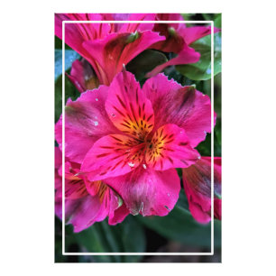 Impression Photo Fleurs roses Lily péruviennes-79498