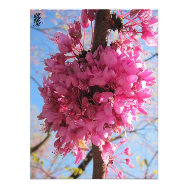 Impression Photo Fleurs roses sur un arbre (Devant)
