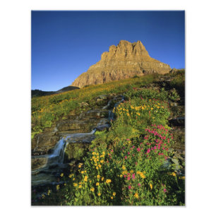 Impression Photo Fleurs sauvages alpines & Mt Clements à Logan Pass