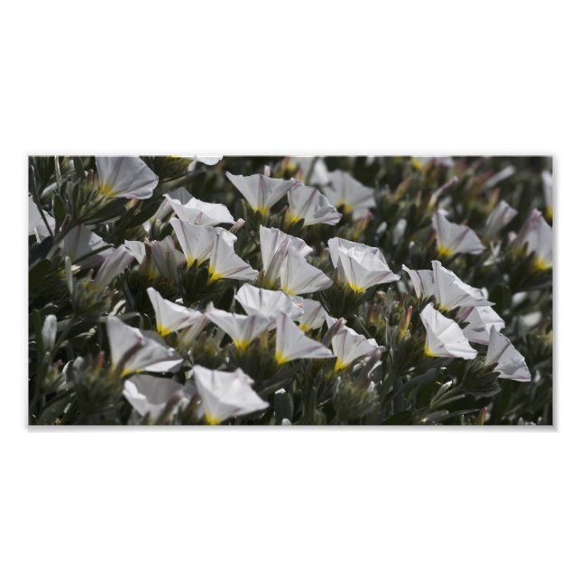 Impression Photo Fleurs sauvages blancs tout autour (Devant)