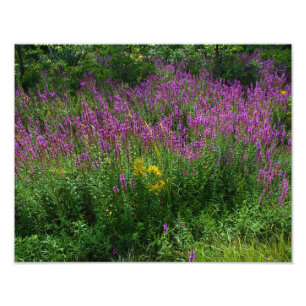 Impression Photo Fleurs sauvages de bord de la route - salicaire