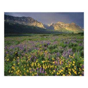 Impression Photo Fleurs sauvages de la prairie remplissant la prair