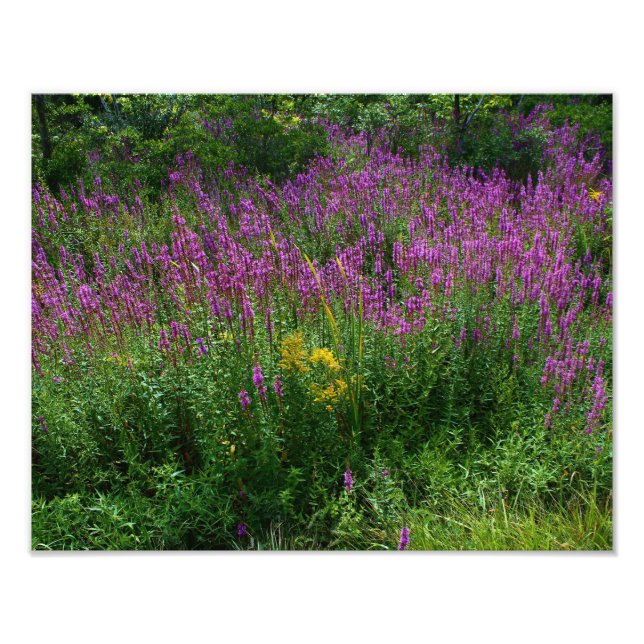 Impression Photo Fleurs sauvages de la route - Loosestrife pourpre  (Devant)