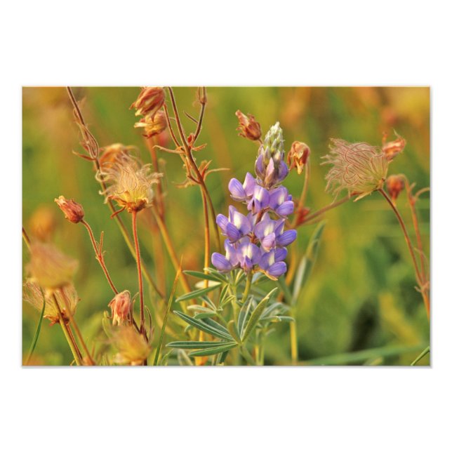 Impression Photo Fleurs sauvages de lupin et de prairie smoke dans  (Devant)