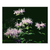 Fleurs sauvages de Monarde pourpre 20x25