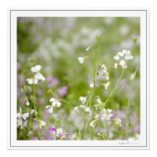 Impression Photo Fleurs sauvages délicates, blanches et roses. par