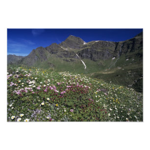 Impression Photo Fleurs sauvages, floraison, Alpes, Suisse