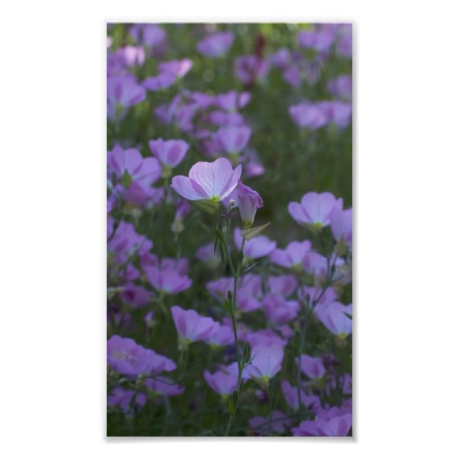 Impression Photo fleurs sauvages violets partout (Devant)