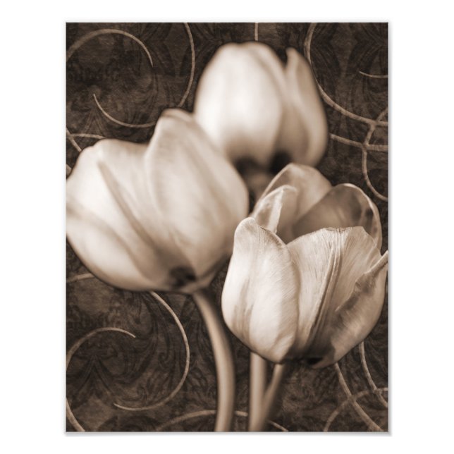 Impression Photo Fleurs Tulip Blanches Sepia Fleur Arrière - plan n (Devant)