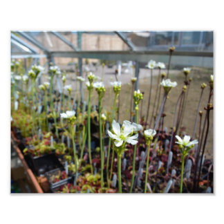 Impression Photo Fleurs Vénus Flytrap