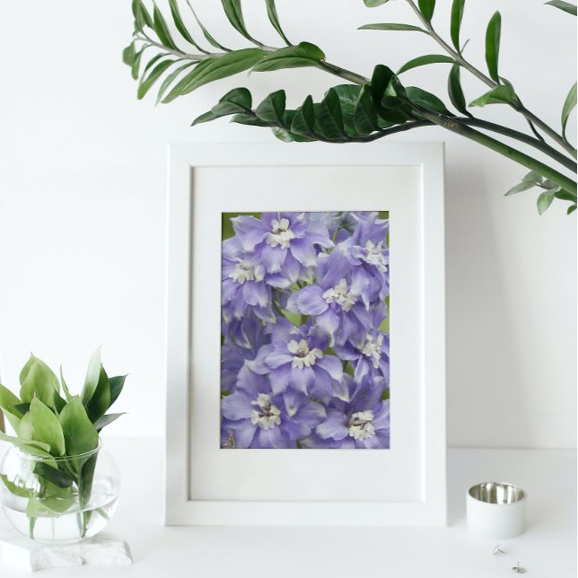 Impression Photo Fleurs violettes de Delphinium en floraison (In Situ Framed)