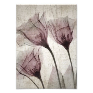 Impression Photo Fleurs X-Ray Vintages trois roses