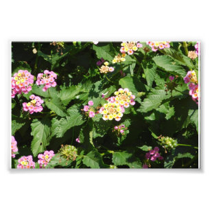 Impression Photo Floraison Romance