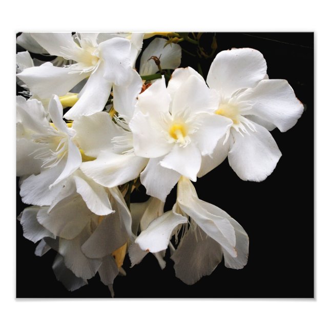 Impression Photo floral (Devant)