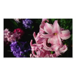 Impression Photo Floral Pink Hyacinth