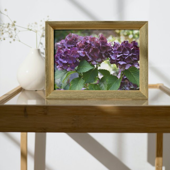 Impression Photo Floral Violet rouge Hydrangea (In Situ Framed)