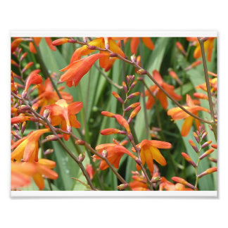 Impression Photo Florales écossaises