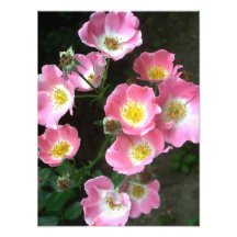 Flower Wild Roses dans le jardin secret