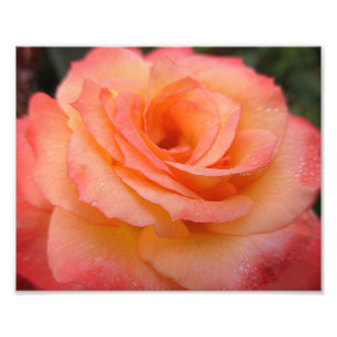 Impression Photo Flux Rose Dewdrop 10x8