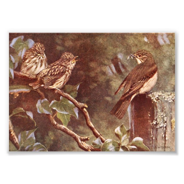 Impression Photo Flycatcher et Young (Devant)