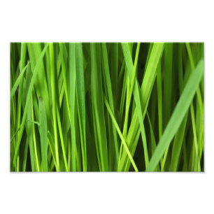 Impression Photo Fond d'herbe verte