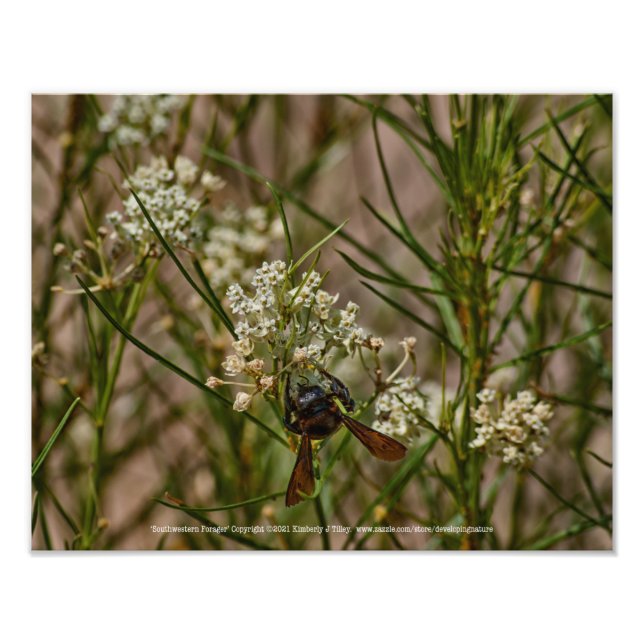 Impression Photo Forager du Sud-Ouest (Devant)