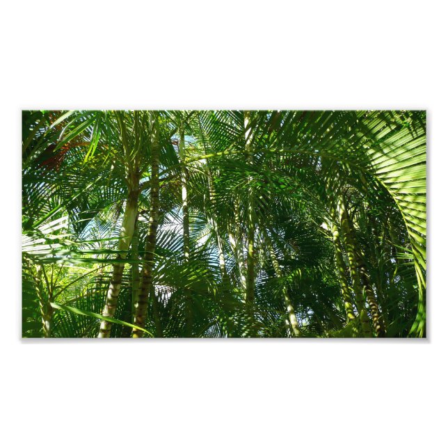 Impression Photo Forest of Palm Trees Tropical Nature (Devant)