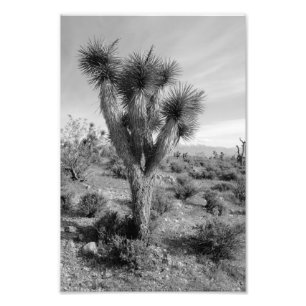 Impression Photo Forêt d'arbre de Joshua, Utah