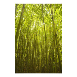 Impression Photo Forêt de bambou près du sentier Waikamoi Ridge Tra