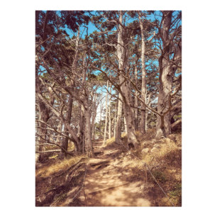 Impression Photo Forêt de Cypress