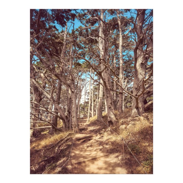 Impression Photo Forêt de Cypress (Devant)