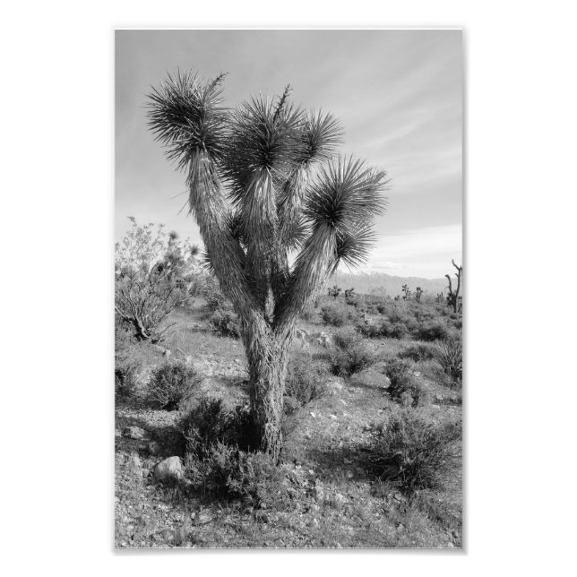Impression Photo Forêt de Joshua Tree, Utah (Devant)
