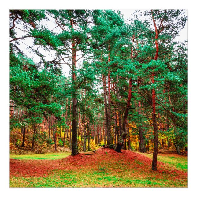 Impression Photo Forêt mixte d'automne (Devant)