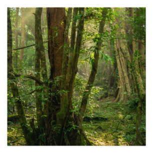 Impression Photo Forêt mystique de Namal Uyana - Bois de fer ancien