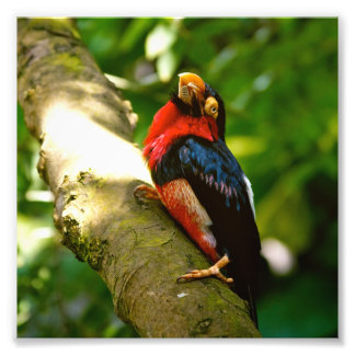 Impression Photo Forêt pluviale d'oiseaux colorés