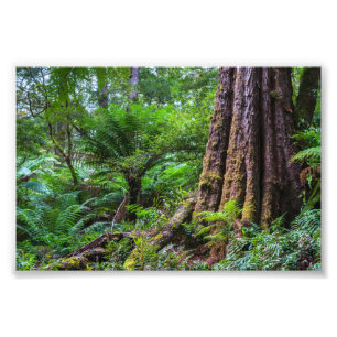 Impression Photo Forêt tropicale au parc national Great Otway Austr