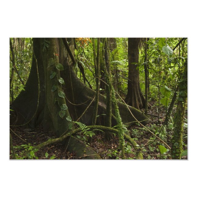 Impression Photo Forêt tropicale, rivière Mapari Nord Rupununi, (Devant)
