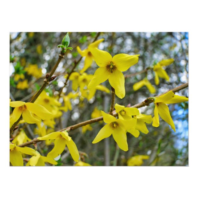 Impression Photo Forsythie au printemps (Devant)