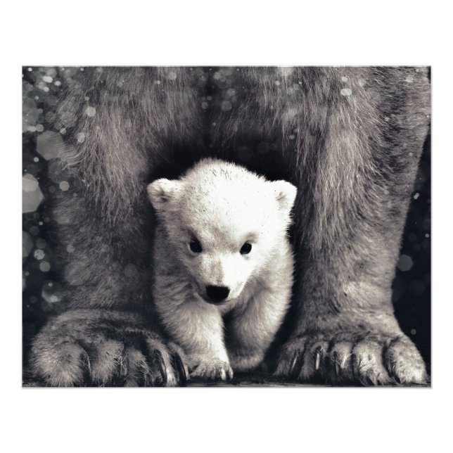 Impression Photo Fort Comme Mamma Polar Bear Cub (Devant)
