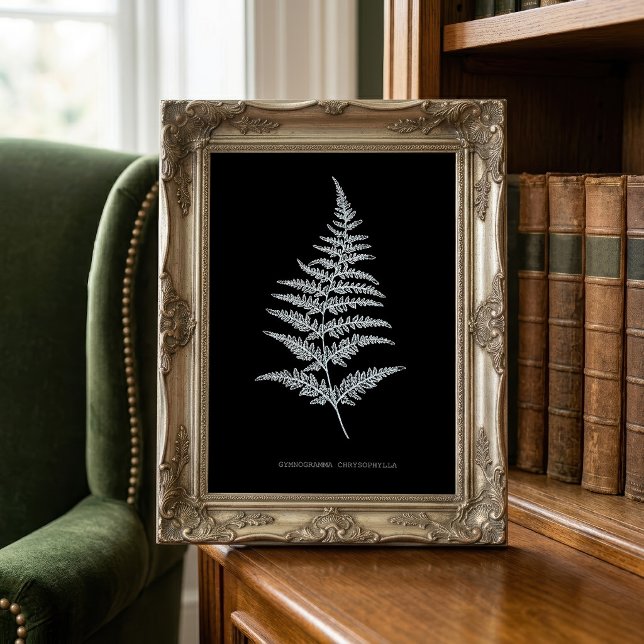 Impression Photo Fougère dorée, Gymnogramma Chrysophylla (Golden Fern Frond, Gymnogramma Chrysophylla. Photo Print)