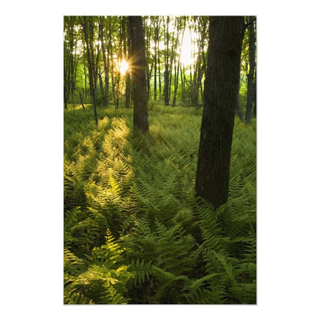 Impression Photo Fougères dans la forêt à Grafton, Massachusetts. (Devant)