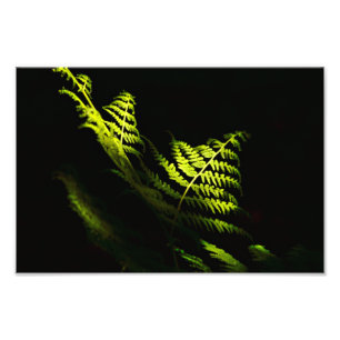 Impression Photo Fougères de bois ensoleillées (6203) 